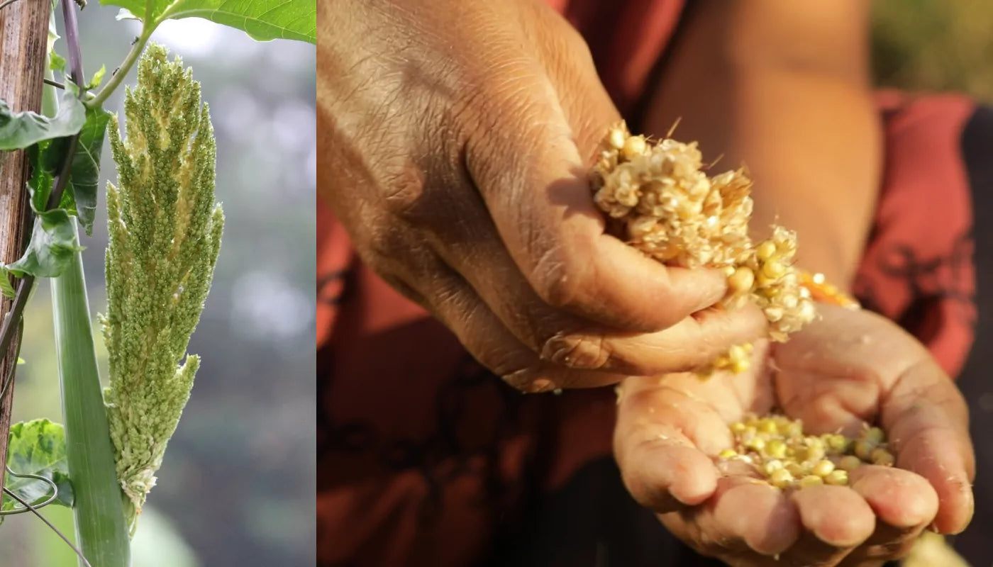 The Spring Diet - www.farmdidi.com