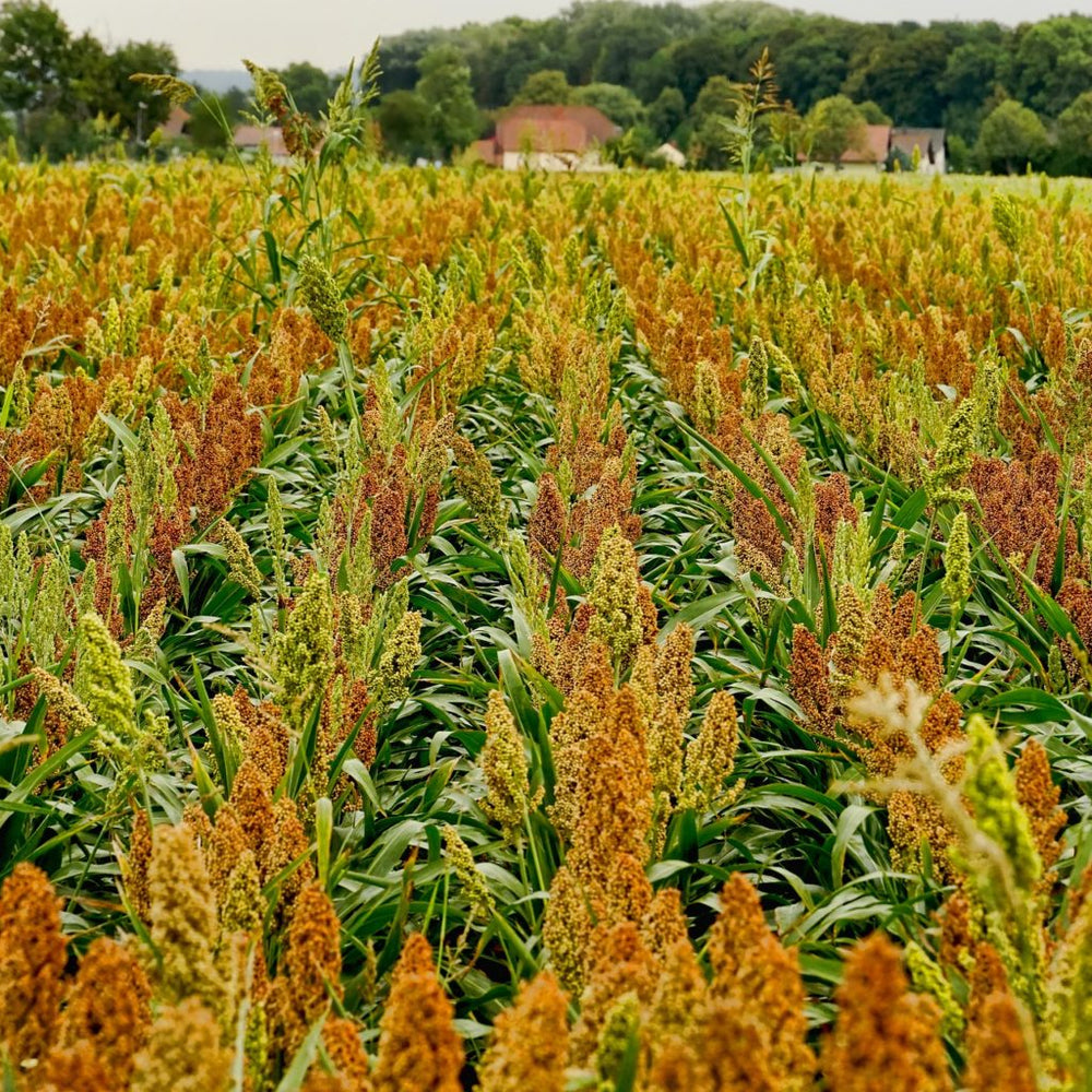 Grains for immunity gain - www.farmdidi.com